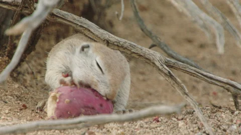 Round tailed ground squirrel eating fruit, New Mexico, USA Stock Footage 139483181