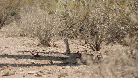 Round tailed ground squirrel eats something  Stock Footage 277437630