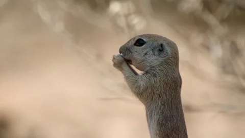 Round tailed ground squirrel eats something  Stock Footage 277437631
