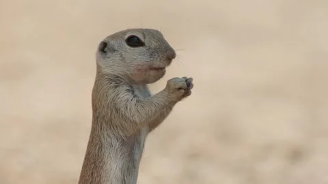 Round tailed ground squirrel eats something  Stock Footage 277437645