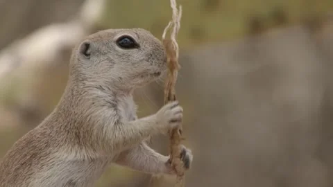 Round tailed ground squirrel eats something  库存影片 277437703