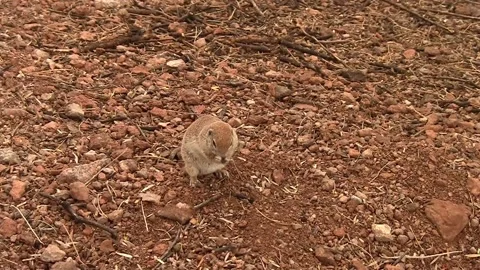 Round-Tailed Ground Squirrel Grooming in Desert, Phoenix AZ Stock Footage 156164331
