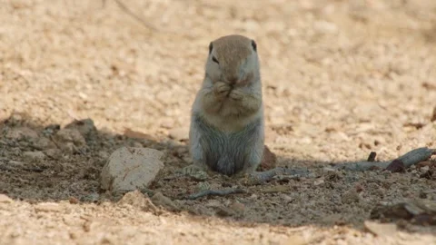 Round tailed ground squirrel is grooming itself  Stock Footage 277437624