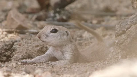 Round tailed ground squirrel lies in the sand and wags its tail Stock Footage 277437671