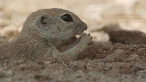 Round tailed ground squirrel  lies in the sand and eats something 库存影片 277437691