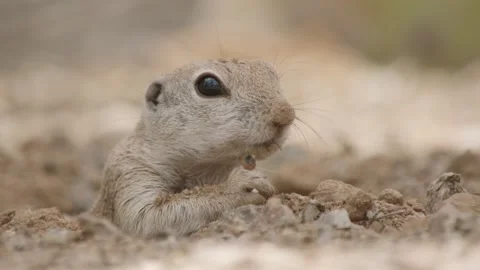 Round tailed ground squirrel  lies in the sand and eats something Stock Footage 277437707