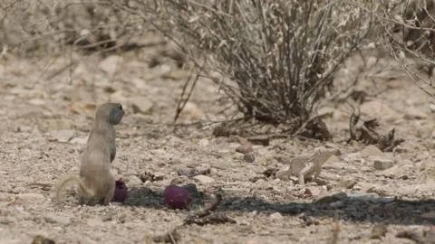 Round tailed ground squirrel, a lizard and cactus fruits in the Sonoran desert,  Stock Footage 277437710