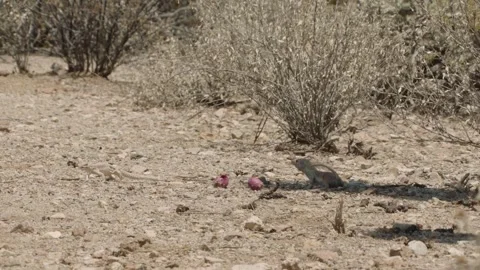 Round tailed ground squirrel, a lizard and cactus fruits in the Sonoran desert,  Stock Footage 277437715