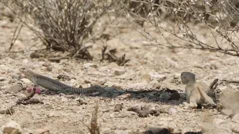 Round tailed ground squirrel, a lizard and cactus fruits in the Sonoran desert,  Stock Footage 277437726