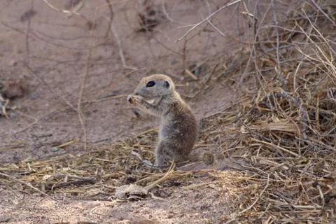 Round Tailed Ground Squirrel Stock Photos