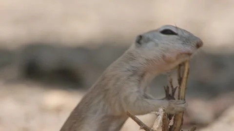Round tailed ground squirrel rubs against a branch in the Sonoran desert Stock Footage 277437656