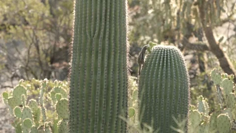 Round-tailed ground squirrel  on a saguaro cactus  in the Sonora Desert, Arizona Stock Footage 267090630
