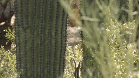 Round-tailed ground squirrel  on a saguaro cactus  in the Sonora Desert, Arizona Video stock 267090647