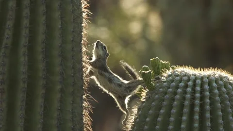 Round-tailed ground squirrel  on a saguaro cactus  in the Sonora Desert, Arizona Stock Footage 267090649