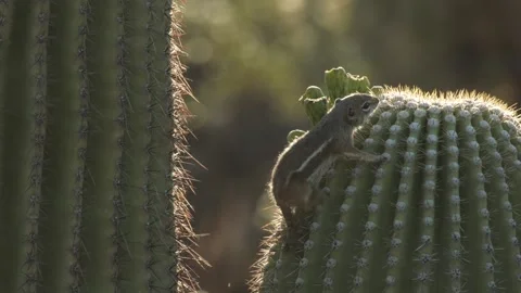Round-tailed ground squirrel  on a saguaro cactus  in the Sonora Desert, Arizona Stock Footage 267090662