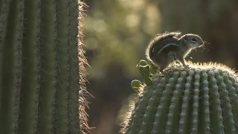 Round-tailed ground squirrel  on a saguaro cactus  in the Sonora Desert, Arizona Stock Footage 267090665