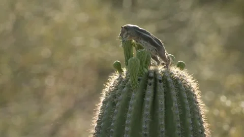 Round-tailed ground squirrel  on a saguaro cactus  in the Sonora Desert, Arizona Stock Footage 267090674