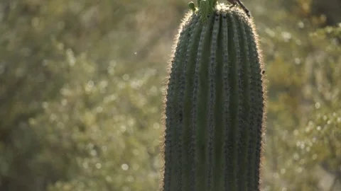 Round-tailed ground squirrel  on a saguaro cactus  in the Sonora Desert, Arizona Stock Footage 267090675