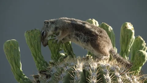 Round-tailed ground squirrel  on a saguaro cactus  in the Sonora Desert, Arizona Stock Footage 267090687