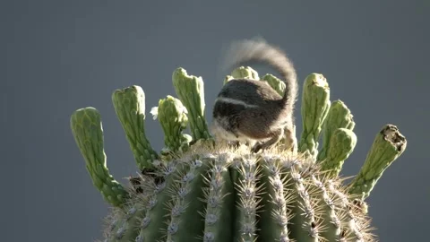 Round-tailed ground squirrel  on a saguaro cactus  in the Sonora Desert, Arizona Stock Footage 267090693