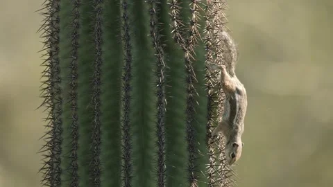 Round-tailed ground squirrel  on a saguaro cactus  in the Sonora Desert, Arizona Stock Footage 267090744