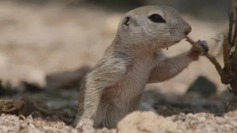 Round tailed ground squirrel scratches itself and rubs against a branch  Stock Footage 277437653