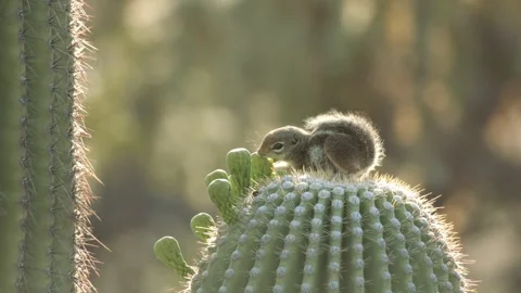 Round-tailed ground squirrel in the Sonora Desert, Arizona  Stock Footage 267090596