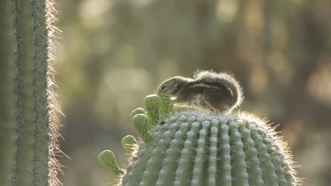 Round-tailed ground squirrel in the Sonora Desert, Arizona  Stock Footage 267090602