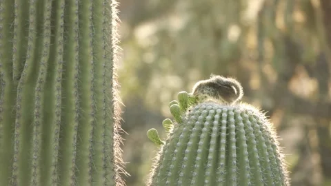 Round-tailed ground squirrel in the Sonora Desert, Arizona  Stock Footage 267090606