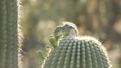 Round-tailed ground squirrel in the Sonora Desert, Arizona  Stock Footage 267090610