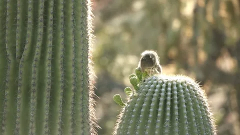 Round-tailed ground squirrel  in the Sonoran desert Stock Footage 267090619