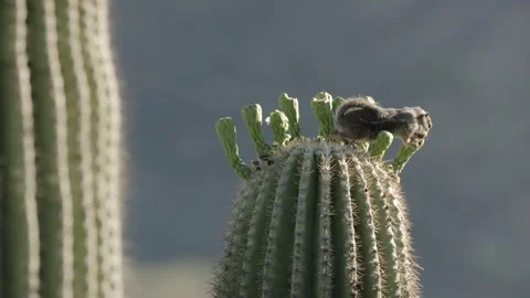 Round-tailed ground squirrel  in the Sonoran desert Stock Footage 267090699