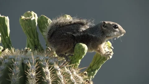 Round-tailed ground squirrel  in the Sonoran desert 库存影片 267090704