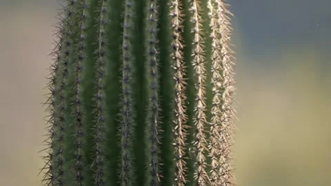 Round-tailed ground squirrel in the Sonoran desert Stock Footage 267090717