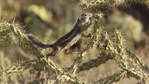 Round-tailed ground squirrel  in the Sonoran desert,Arizona,USA Stock Footage 267090729