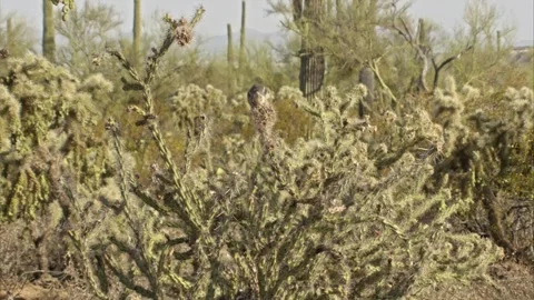Round-tailed ground squirrel  in the Sonoran desert,Arizona,USA Stock Footage 267090740