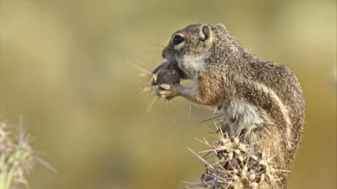 Round-tailed ground squirrel  in the Sonoran desert, Arizona,USA Stock Footage 267090755