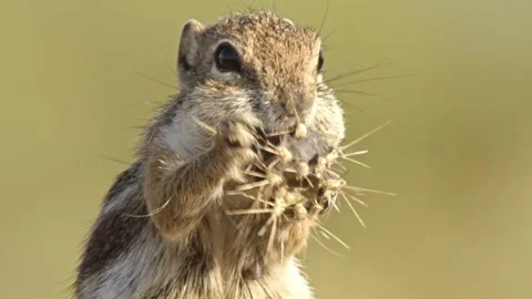 Round-tailed ground squirrel  in the Sonoran desert, Arizona,USA Stock Footage 267090762