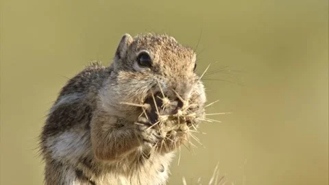 Round-tailed ground squirrel  in the Sonoran desert, Arizona,USA Stock Footage 267090769