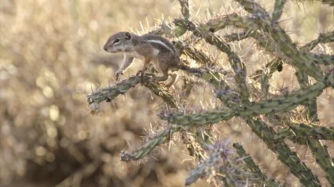 Round-tailed ground squirrel  in the Sonoran desert,Arizona,USA Stock Footage 267090774