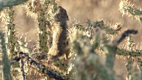 Round-tailed ground squirrel  in the Sonoran desert,Arizona,USA Stock Footage 267090781
