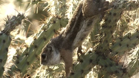 Round-tailed ground squirrel  in the Sonoran desert,Arizona,USA Video stock 267090786
