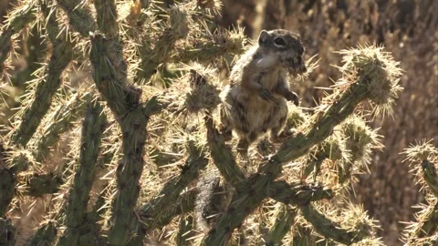 Round-tailed ground squirrel  in the Sonoran desert,Arizona,USA Stock Footage 267090794