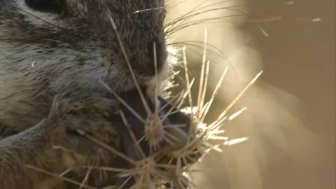 Round-tailed ground squirrel  in the Sonoran desert, Arizona,USA Stock Footage 267090798