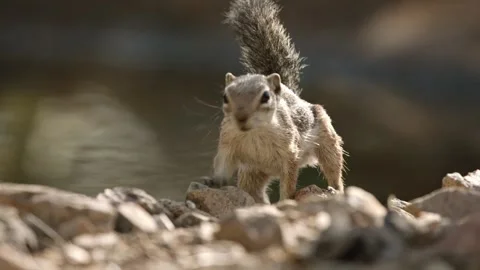 Round-tailed ground squirrel in the Sonoran desert Stock Footage 267090807