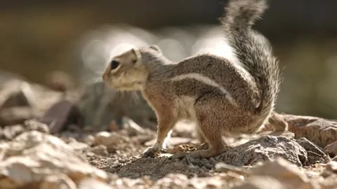 Round-tailed ground squirrel in the Sonoran desert,Arizona,USA 库存影片 267090811
