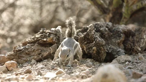 Round-tailed ground squirrel in Sonoran Desert,Arizona,USA Stock Footage 267090822