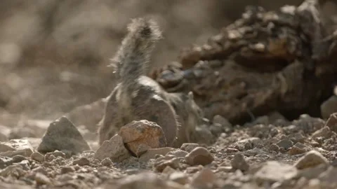 Round-tailed ground squirrel in Sonoran Desert,Arizona,USA Stock Footage 267090827