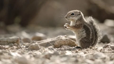 Round-tailed ground squirrel in the Sonoran desert,Arizona,USA Stock Footage 267090839