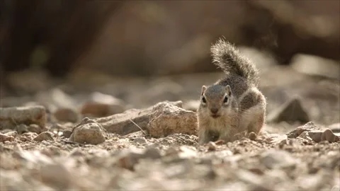 Round-tailed ground squirrel in Sonoran Desert,Arizona,USA Stock Footage 267090843